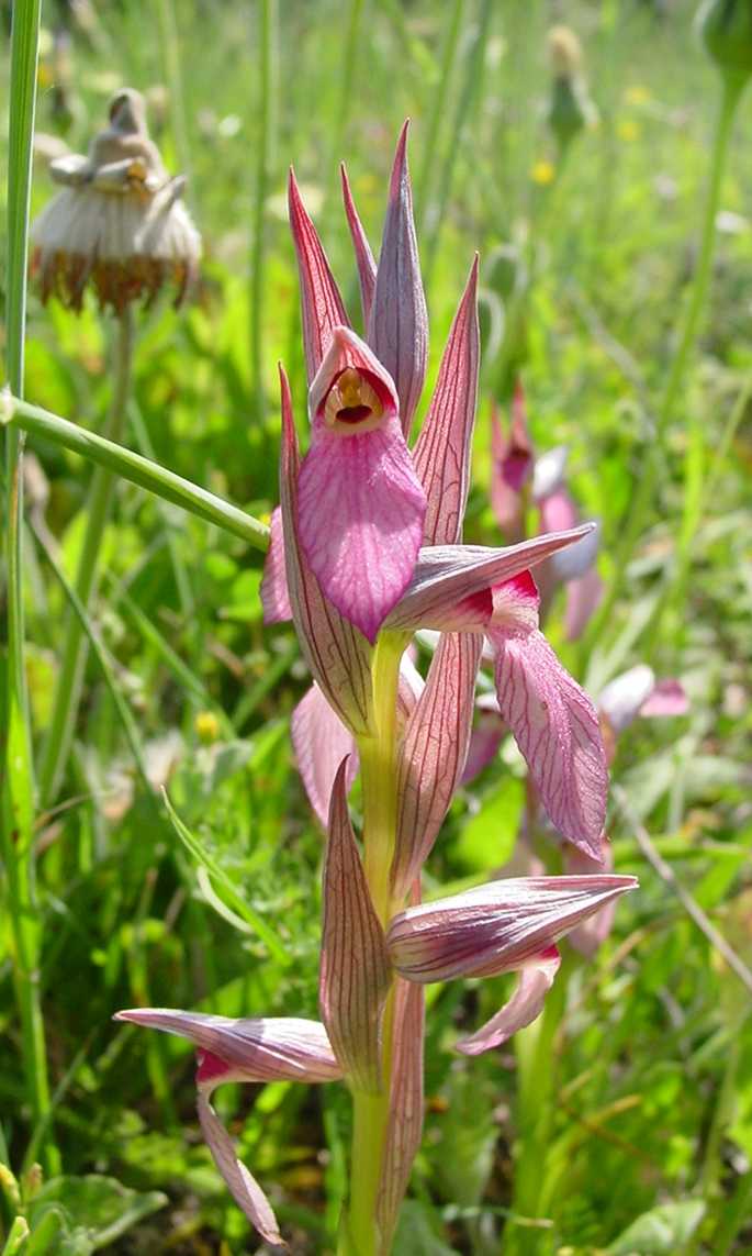 Le orchidee selvatiche spontanee di Ostia: la Serapias vomeracea e la Serapias lingua